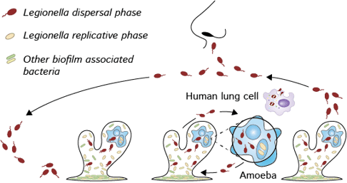 Legionella life-cycle